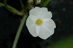 Dcim6376/DSC_4934