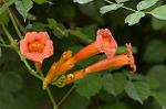 Dcim6376/DSC_4994