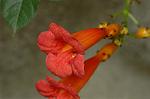 Dcim6376/DSC_4995