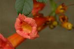 Dcim6376/DSC_4996