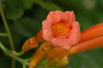 Dcim6376/DSC_5000