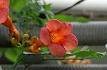 Dcim6376/DSC_5003