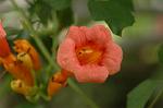 Dcim6376/DSC_5004