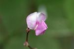 Dcim6377/DSC_5082