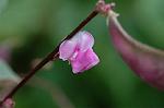 Dcim6377/DSC_5088