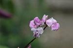 Dcim6377/DSC_5092