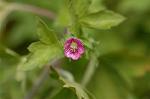 Dcim6378/DSC_5161