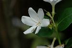 Dcim6378/DSC_5247