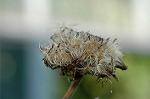 Dcim6445/DSC_8660