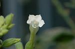 Dcim6445/DSC_8666