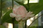 Dcim6445/DSC_8710