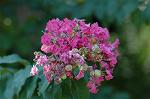 Dcim6445/DSC_8719