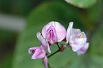 Dcim6445/DSC_8722