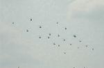 Dcim6468/DSC_9293