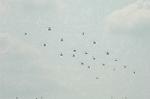 Dcim6468/DSC_9294