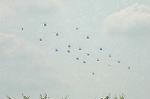 Dcim6468/DSC_9295