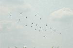 Dcim6468/DSC_9296