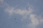Dcim6472/DSC_4546