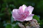 Dcim6486/DSC_9723
