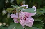 Dcim6486/DSC_9724