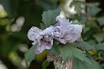 Dcim6486/DSC_9725