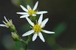 Dcim6486/DSC_9744
