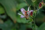 Dcim6508/DSC_0029