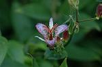 Dcim6508/DSC_0031