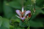 Dcim6508/DSC_0035
