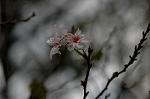 Dcim6508/DSC_0064