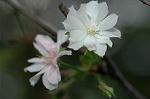Dcim6508/DSC_0075