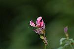 Dcim6508/DSC_0099