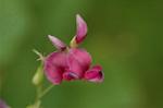 Dcim6509/DSC_0172