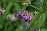 Dcim6509/DSC_0187