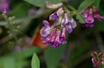 Dcim6509/DSC_0192