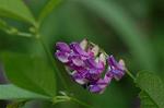 Dcim6509/DSC_0200
