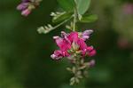 Dcim6509/DSC_0216