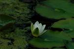 Dcim6509/DSC_0222