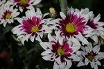 Dcim6512/DSC_8619