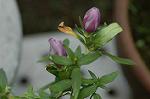 Dcim6538/DSC_0476