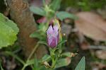 Dcim6538/DSC_0477