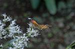 Dcim6538/DSC_0502
