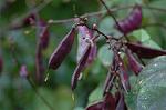 Dcim6538/DSC_0532
