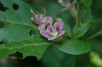 Dcim6539/DSC_0652