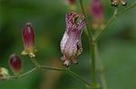 Dcim6541/DSC_0674