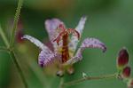 Dcim6541/DSC_0676