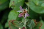 Dcim6541/DSC_0688