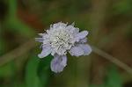 Dcim6541/DSC_0696