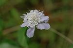 Dcim6541/DSC_0706
