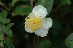 Dcim6541/DSC_0721